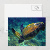 Carte Postale Tortues de mer vertes (Devant / Derrière)