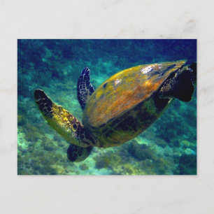 Carte Postale Tortues de mer vertes
