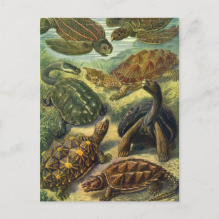 Carte Postale Tortues de mer vintages de Terre par Ernst Haeckel