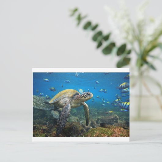 Carte Postale Tortues des Galapagos nageant dans le lagon (Debout devant)