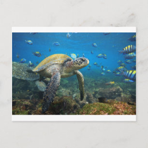 Carte Postale Tortues des Galapagos nageant dans le lagon