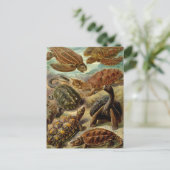 Carte Postale Tortues et tortues (Debout devant)