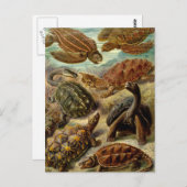 Carte Postale Tortues et tortues (Devant / Derrière)