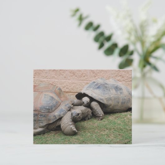 Carte Postale tortues géantes (Debout devant)