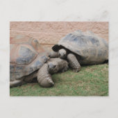Carte Postale tortues géantes (Devant)