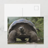 Carte Postale Tortues géantes des Galapagos Geochelone (Devant / Derrière)