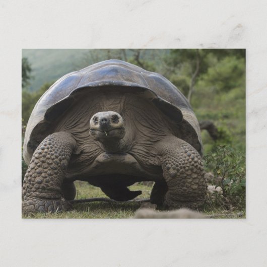 Carte Postale Tortues géantes des Galapagos Geochelone (Devant)