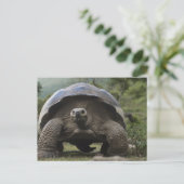 Carte Postale Tortues géantes des Galapagos Geochelone (Debout devant)