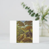 Carte Postale Tortues Impression scientifique (Debout devant)