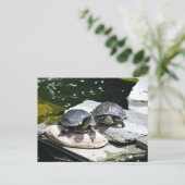 Carte Postale Tortues jumelles - (Debout devant)