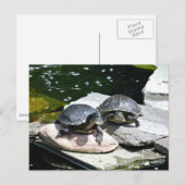 Carte Postale Tortues jumelles - (Devant / Derrière)