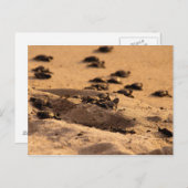 Carte Postale Tortues marines (Devant / Derrière)