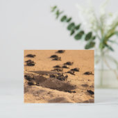 Carte Postale Tortues marines (Debout devant)