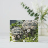 Carte Postale Tortues mignonnes (Debout devant)