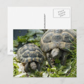 Carte Postale Tortues mignonnes (Devant / Derrière)