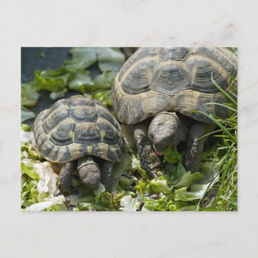Carte Postale Tortues mignonnes (Devant)