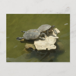 Carte Postale Tortues prenant un bain de soleil