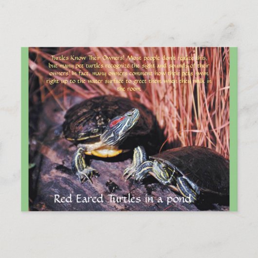 Carte postale "Tortues rouges" (Devant)