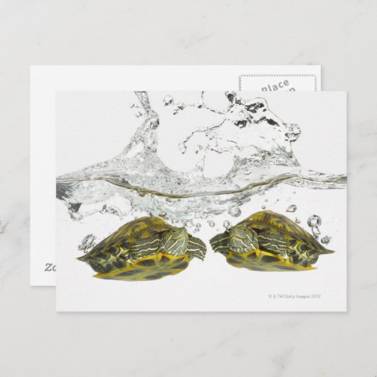 Carte Postale Tortues rouges (Devant / Derrière)