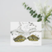 Carte Postale Tortues rouges (Debout devant)