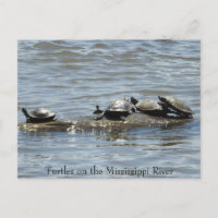 Tortues sur un journal sur le fleuve Mississippi P
