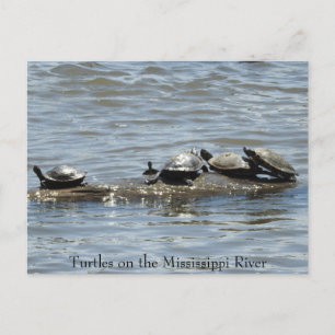 Carte Postale Tortues sur un journal sur le fleuve Mississippi P