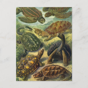 Carte Postale Tortues vintages et tortues de mer par Ernst Haeck