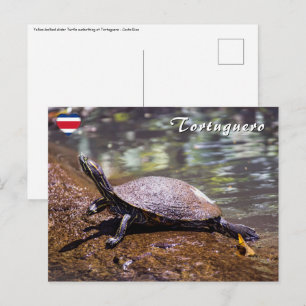 Carte Postale Tortuguero - Tortue glissière à ventre jaune
