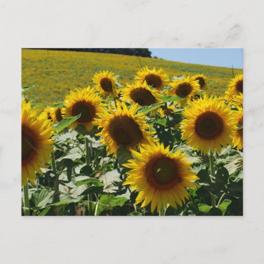 Carte Postale Toscane_Fleurs de soleil2 (Devant)