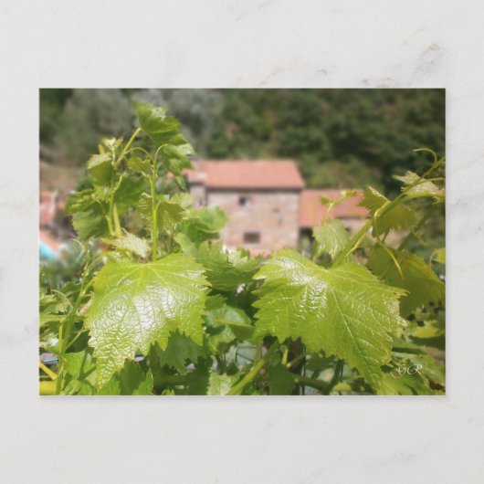 Carte Postale Toscane. Italie. Cortona. (Devant)