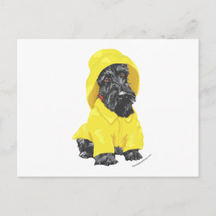 Carte Postale Tôt dans l'année Bruine Scottish Terrier