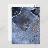 Carte Postale Totem corbeau, Corvid d'oiseaux noirs (Devant / Derrière)