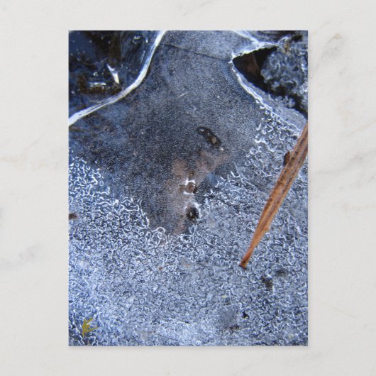 Carte Postale Totem corbeau, Corvid d'oiseaux noirs (Devant)