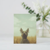 Carte Postale Toto gris dans un champ de blé (Debout devant)