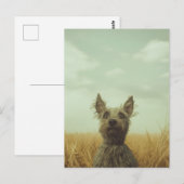 Carte Postale Toto gris dans un champ de blé (Devant / Derrière)