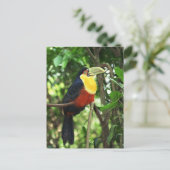 Carte Postale Toucan (Debout devant)