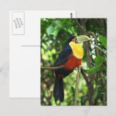 Carte Postale Toucan (Devant / Derrière)