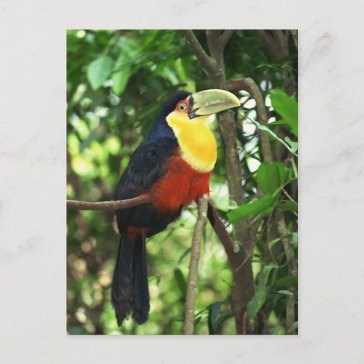 Carte Postale Toucan (Devant)