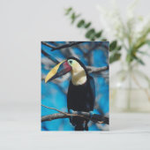 Carte Postale Toucan (Debout devant)