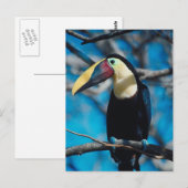 Carte Postale Toucan (Devant / Derrière)