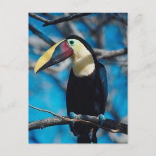 Carte Postale Toucan