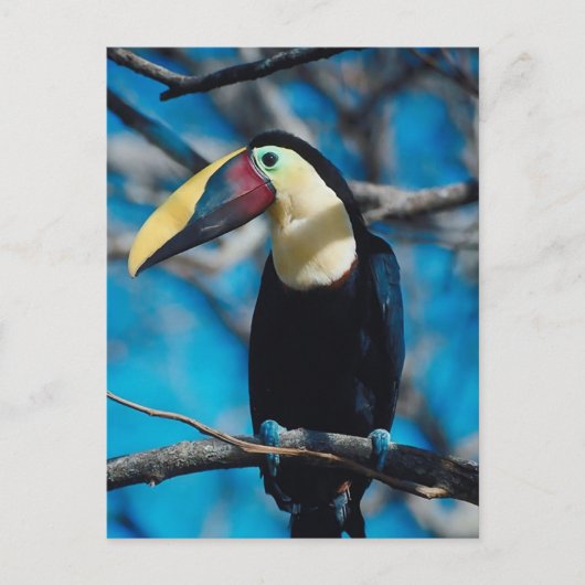 Carte Postale Toucan (Devant)