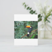 Carte Postale Toucan (Debout devant)