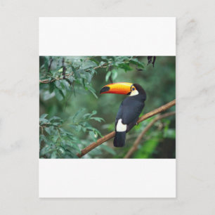 Carte Postale Toucan