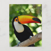 Carte Postale Toucan (Devant)