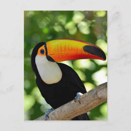 Carte Postale Toucan (Devant)