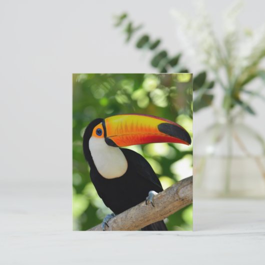 Carte Postale Toucan (Debout devant)