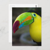 Carte Postale Toucan (Devant / Derrière)