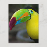 Toucan