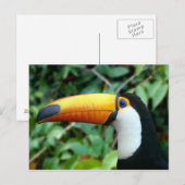 Carte Postale Toucan à bec jaune (Devant / Derrière)